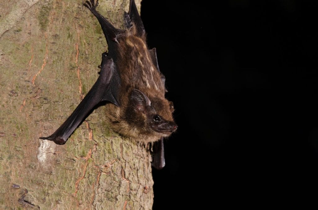 The lesser sac-winged bat or lesser white-lined bat (Saccopteryx leptura) is a bat species of the family Emballonuridae from South and Middle America.