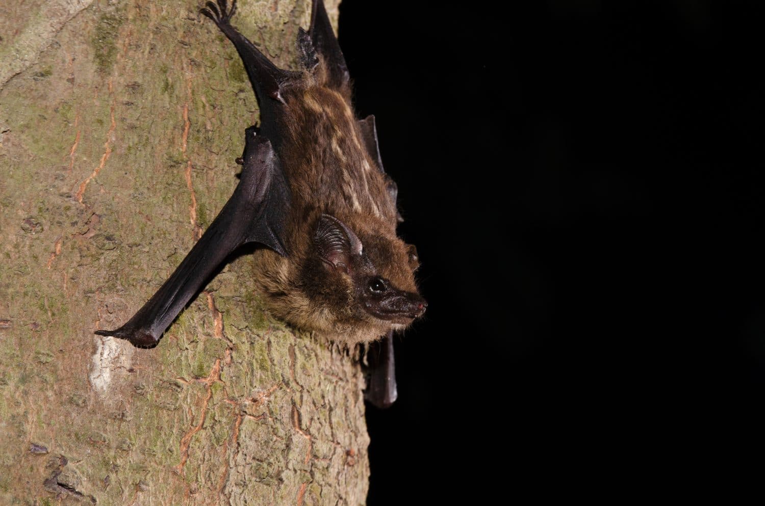 The lesser sac-winged bat or lesser white-lined bat (Saccopteryx leptura) is a bat species of the family Emballonuridae from South and Middle America.