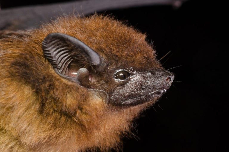The chestnut sac-winged bat, or Wagner's sac-winged bat (Cormura brevirostris) is a species of sac-winged bat native to South and Central America. It is the only species within its genus.