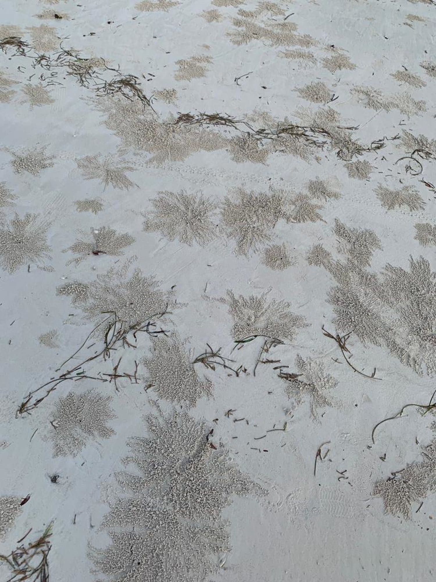 Sand bubbler crabs live in burrows in the sand, where they remain during high tide. When the tide is out, they emerge on to the surface of the sand forming it into inflated pellets. 