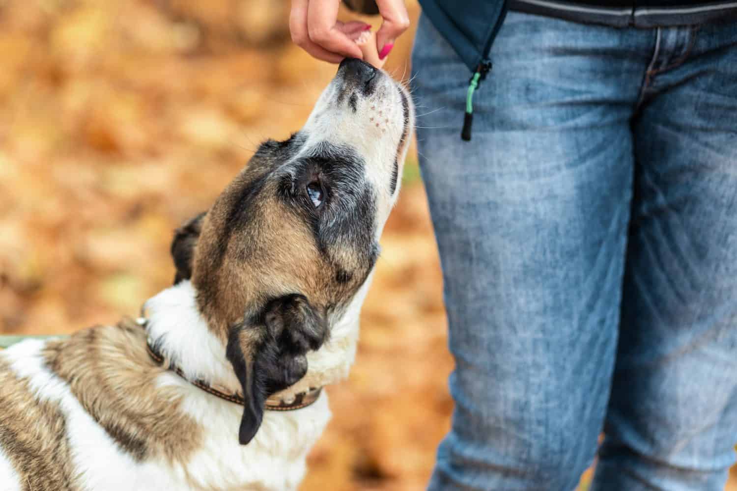 The dog takes the treat from the hands of the mistress on a walk in the autumn forest