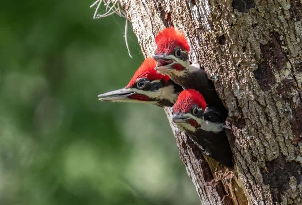 A Pileated woodpecker nest in Florida