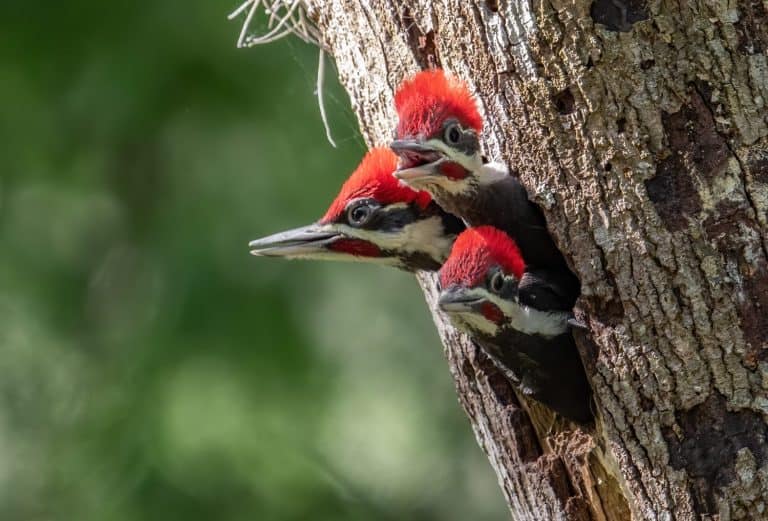 A Pileated woodpecker nest in Florida