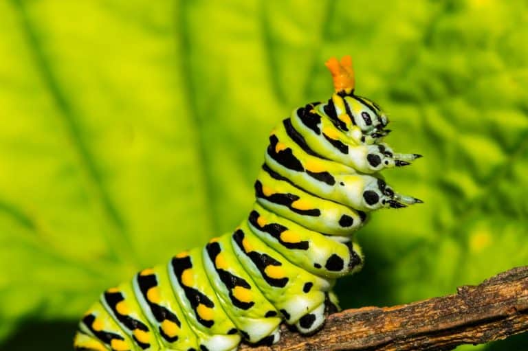 Eastern Black Swallowtail Caterpillar (Papilio polyxenes)
