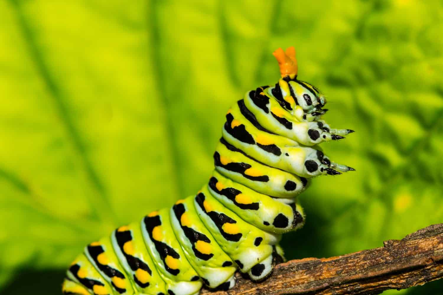 Eastern Black Swallowtail Caterpillar (Papilio polyxenes)