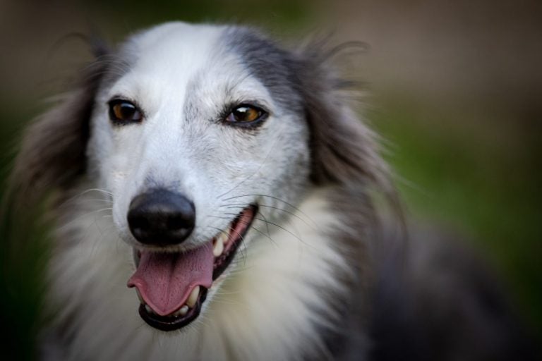Silken Windhound