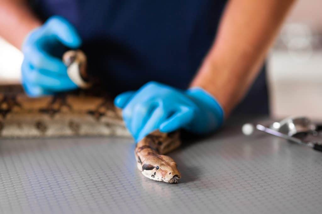 Close-up of snake in hands of caring vet.