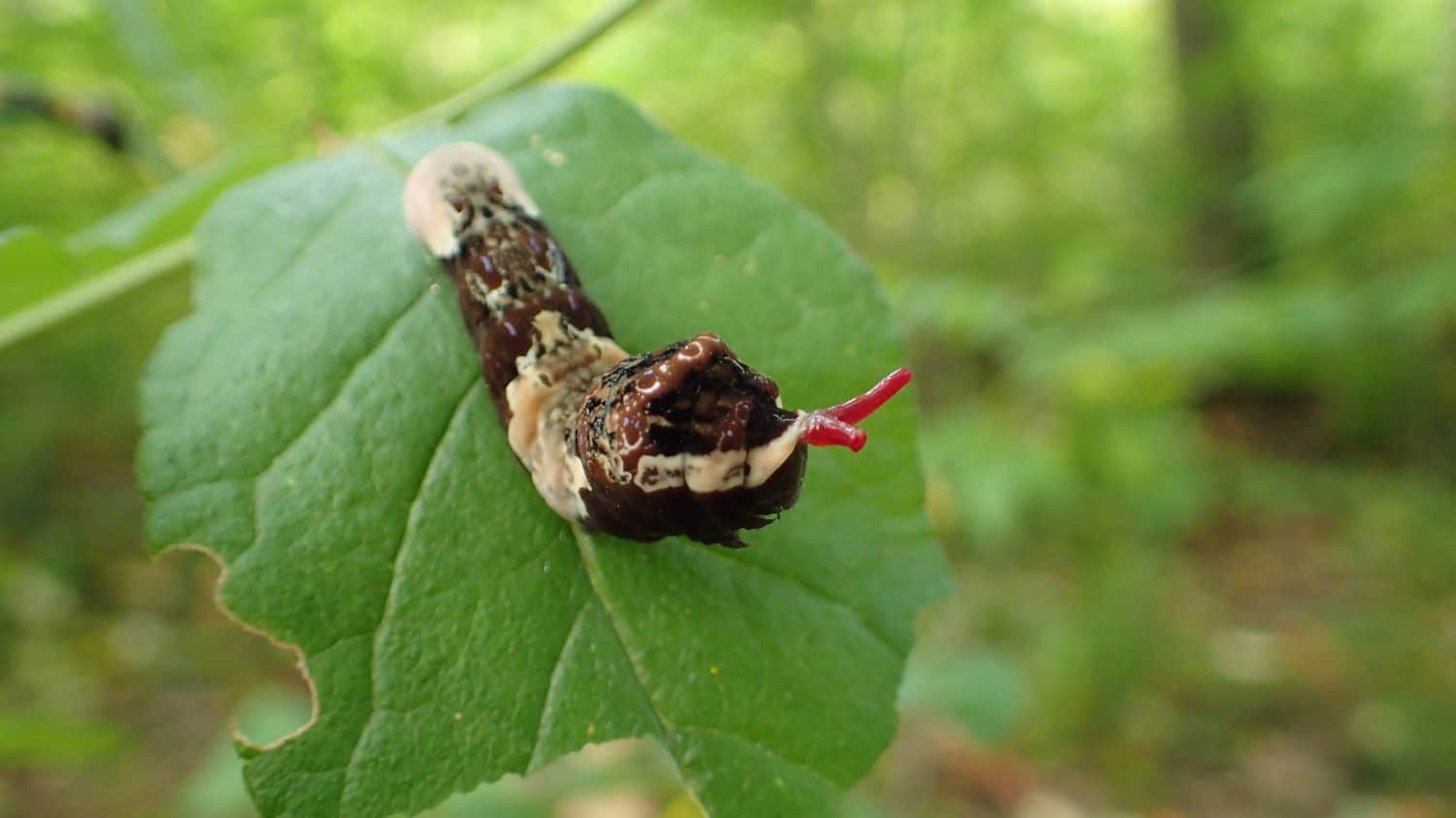 Closeup of Bird Dropping Giant Swallowtail Caterpillar with Red Horns