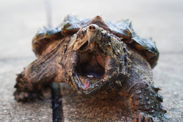 Alligator snapping turtle on the road