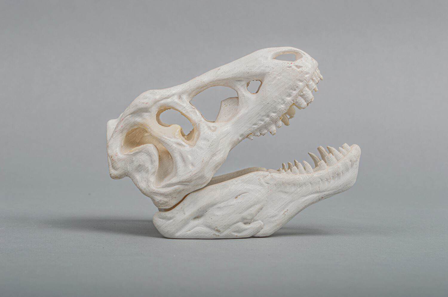 3d printed scull of dinosaur
