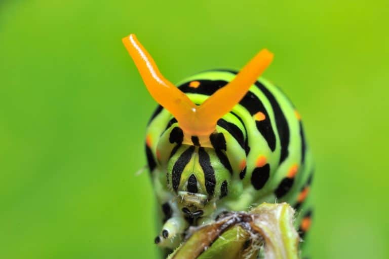 Larva of a swallowtail butterfly.