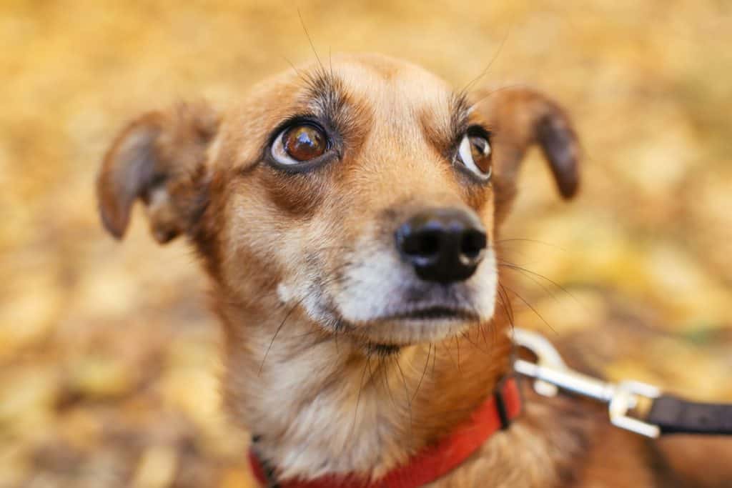 Portrait of cute little scared dog walking next to volunteer in autumn park. Adoption from shelter concept. Mixed breed little yellow dog. Sweet dog in shelter with sad look