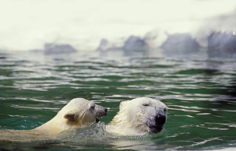 Polar Bear, thalarctos maritimus, Mother with Cub standing in Water