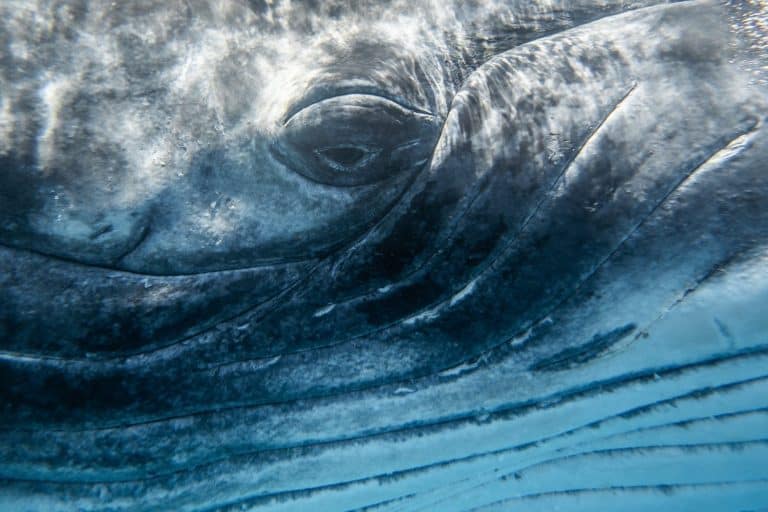 Eye of humpback whale very close