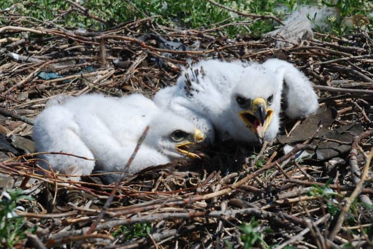 Steppe eagle (Aquila nipalensis). The steppe eagle (Aquila nipalensis) is a bird of prey in the hawk family.