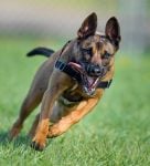 Belgian Malinois