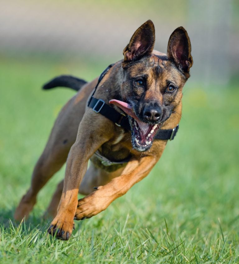Belgian Malinois