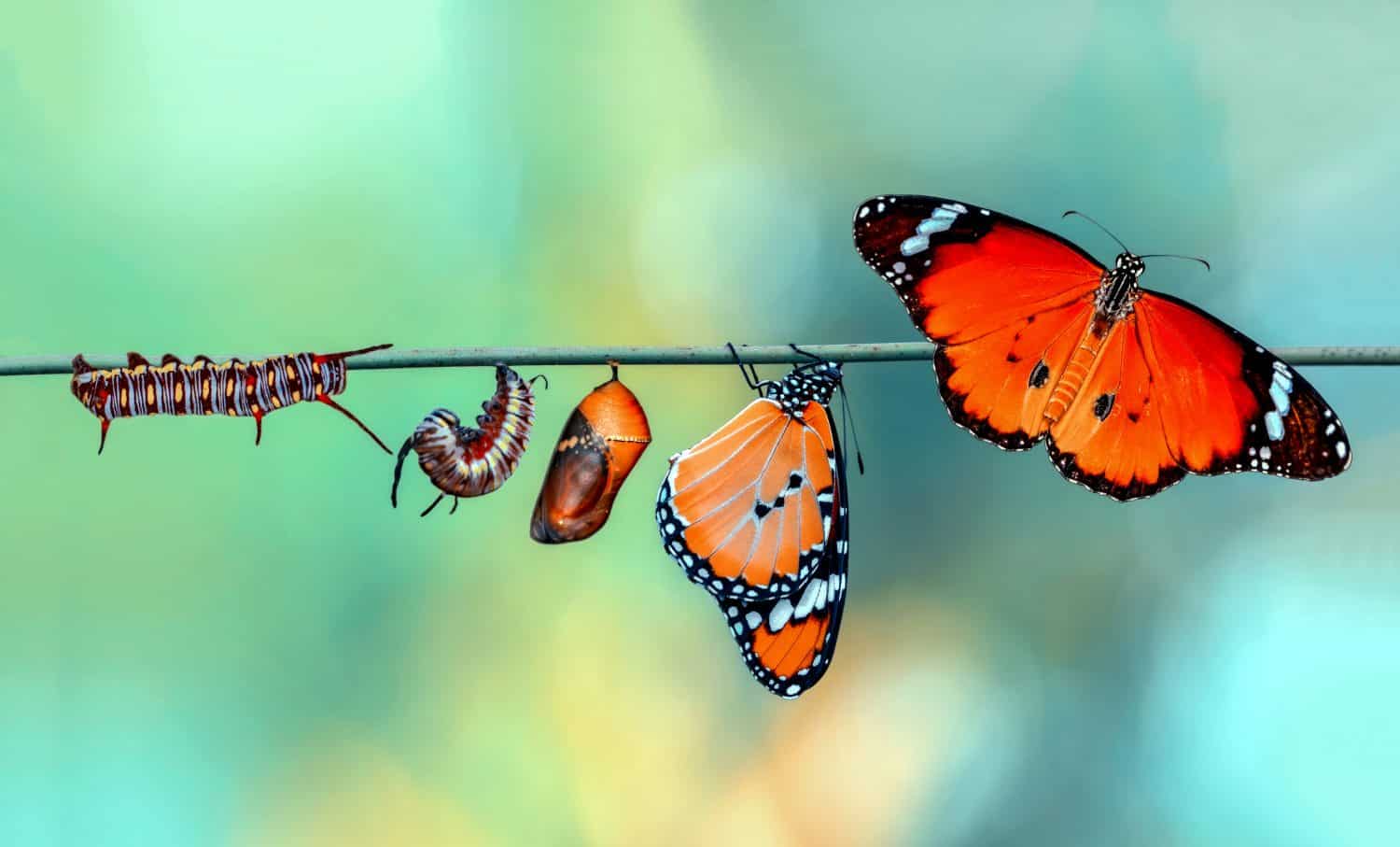 Amazing moment ,Monarch Butterfly, pupae and cocoons are suspended. Concept transformation of Butterfly