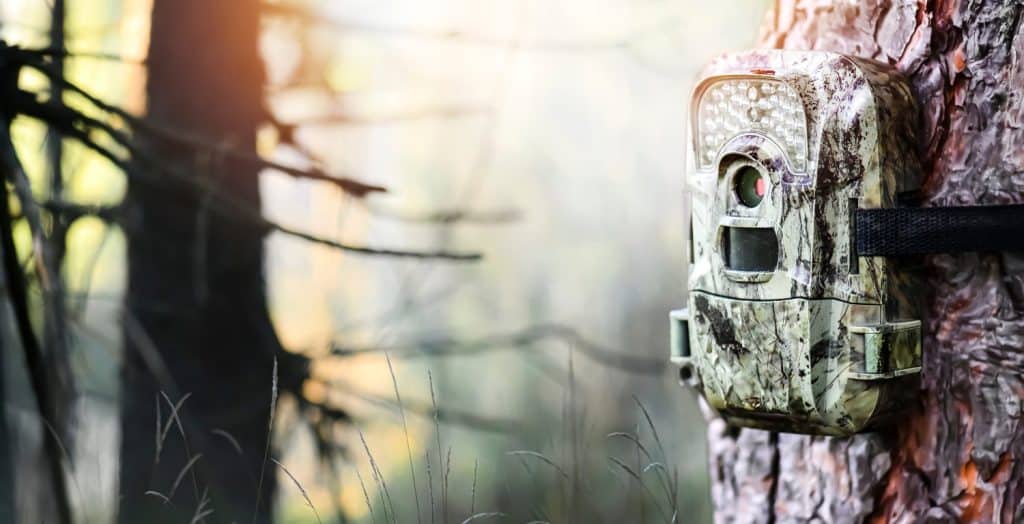 Camera trap or photo cameras mounted on pine tree in deep forest for wild animals location. Wide banner or panorama photo.