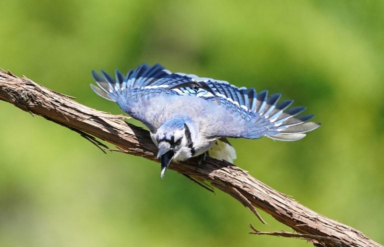 Blue Jay flying off cedar vine perch in nature reserve