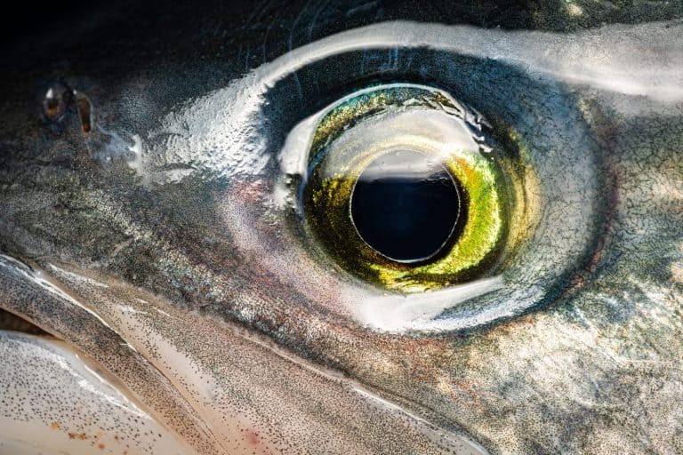 Eye Detail, Australian Salmon, close up macro detail of fresh fish eye, golden and bright with catch light. Arripis trutta, Kahawai.