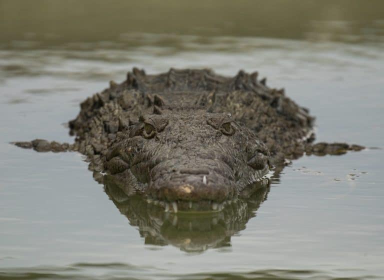 american crocodile front view in water snaggletooth