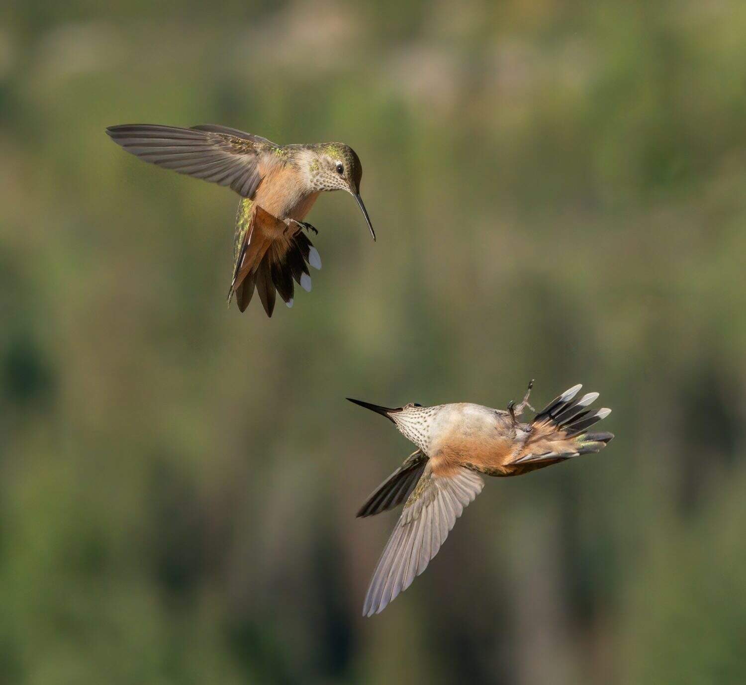 Upside Down Roll Over Attack - A broad-tailed hummingbird does an upside down roll over maneuver from underneath to attack the broad-tailed hummingbird guarding its territory.