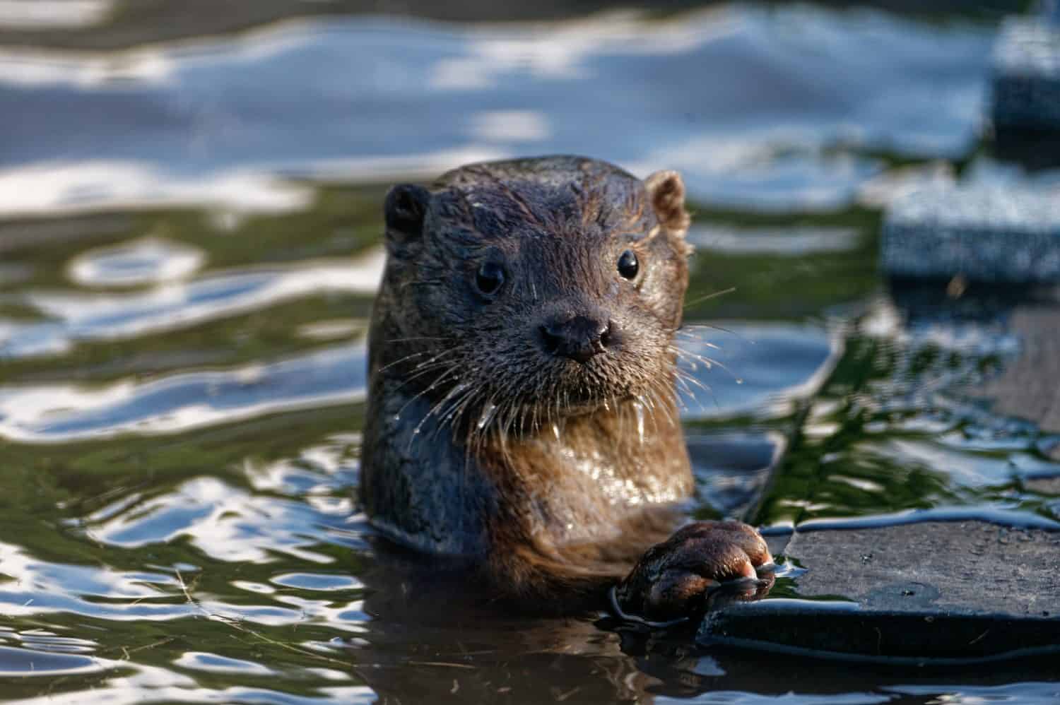 Eurasian Otter (Lutra lutra) Immature in care at wildlife rescue centre.