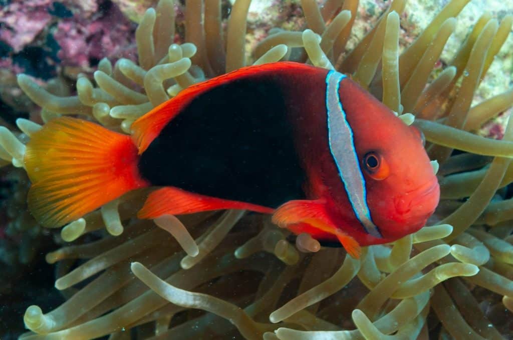 Tomato clownfish, blackback anemonefish, bridled anemonefish, fire clown or red tomato clown (Amphiprion frenatus) Moalboal, Philippines