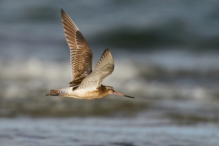 Bar-tailed godwit in flight in its natural enviroment in Denmark
