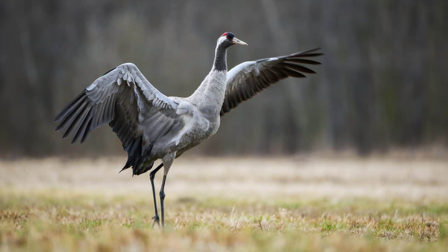 Wild common crane, grus grus, stretching wings and walking on hay field in autumn nature. Large feathered bird landing on meadow from side view. Animal wildlife in wilderness.