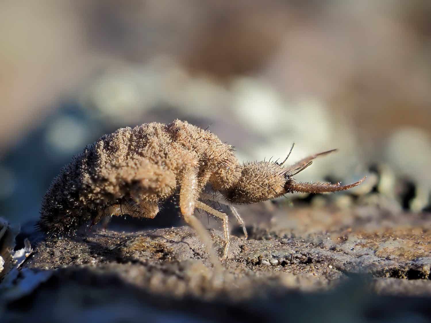 ant lion insect in natural habitat (myrmeleon formicarius)