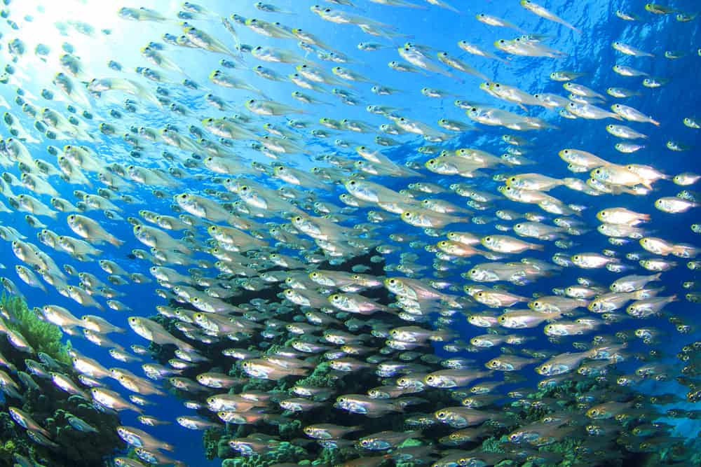 Fish Shoal: Glassfish or Golden Sweepers