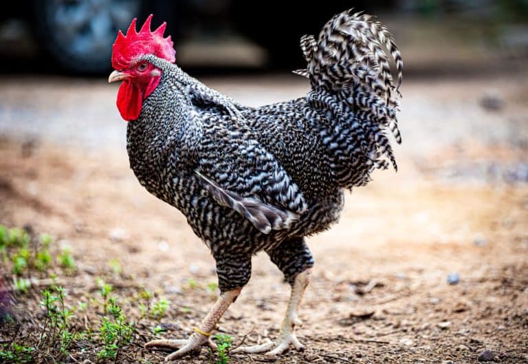 Plymouth Rock Chicken