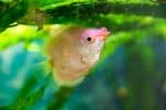 Gourami