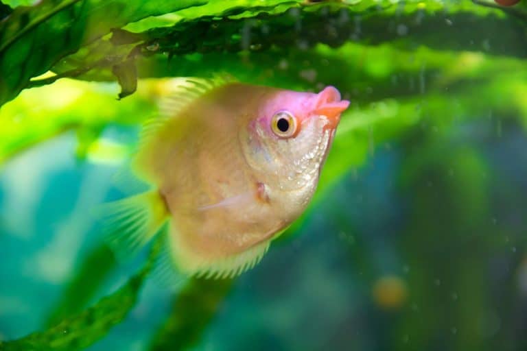 Gourami