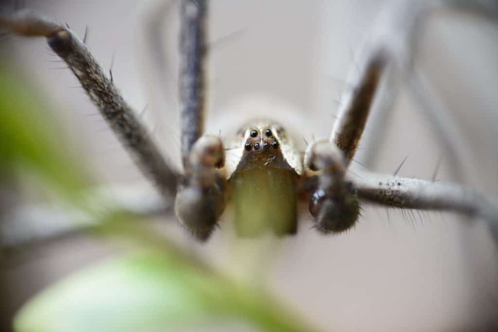 Brown Recluse, a venomous spider in dry winter grass