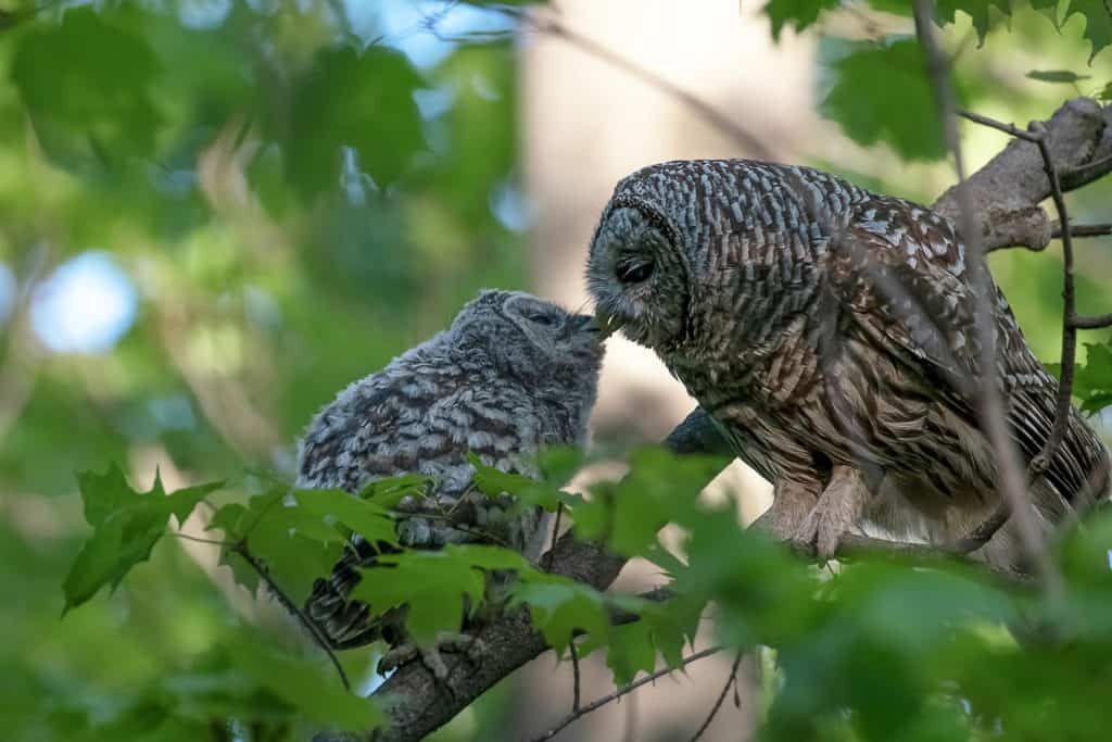 Mother barred owl and her owlet on a branch in the forest. The baby had just left the nest for the first time and was rewarded with food and affection from its mother.