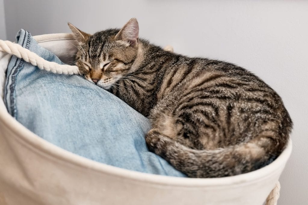 Young gray striped kitten sleeping in a basket of laundry Household pet. Funny animals at home