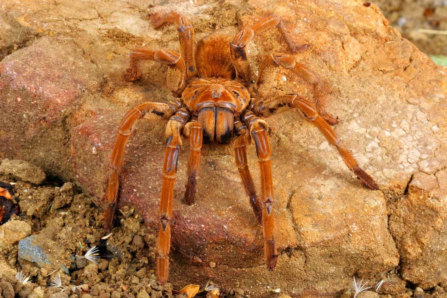 Goliath Birdeater Tarantula (Theraphosa blondi).