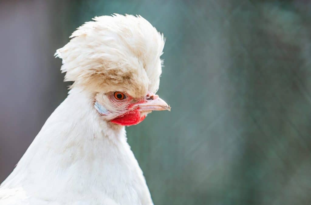 Sultan chicken close-up face portrait