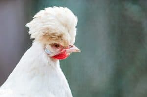 Sultan chicken close-up face portrait