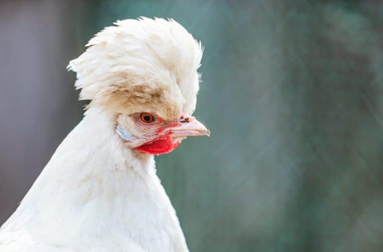 Sultan Chicken