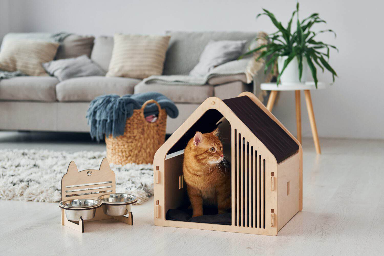 Cute cat is in pet booth that indoors in the modern domestic room.