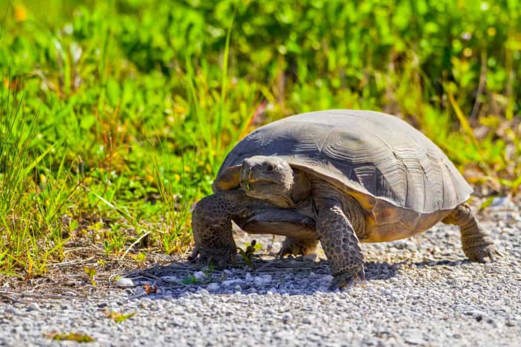 Rare Gopher Tortoise walking along a pathway at the former Gemini launch site at Cape Canaveral, Florida