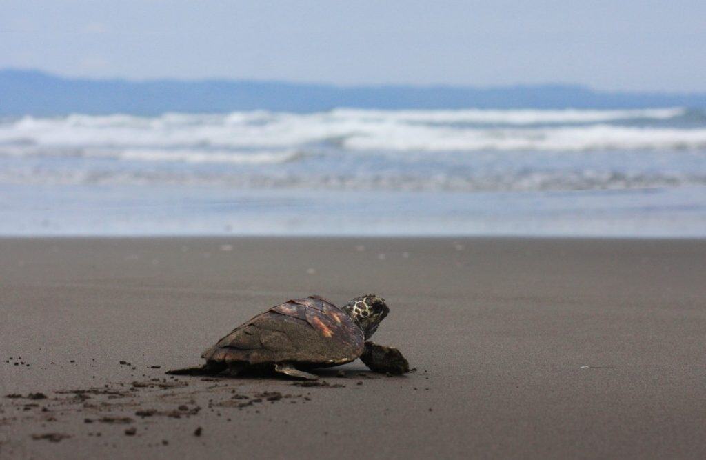 Kemp's ridley sea turtle, also called the Atlantic ridley sea turtle, is the rarest species of sea turtle and is the world's most endangered species of sea turtle.
