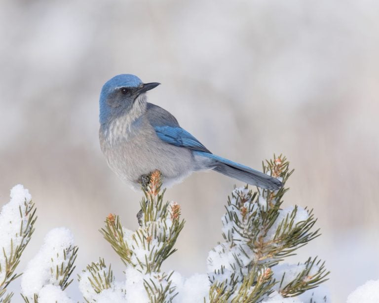 A Woodhouse's Scrub-jay enjoys a Colorado winter morning