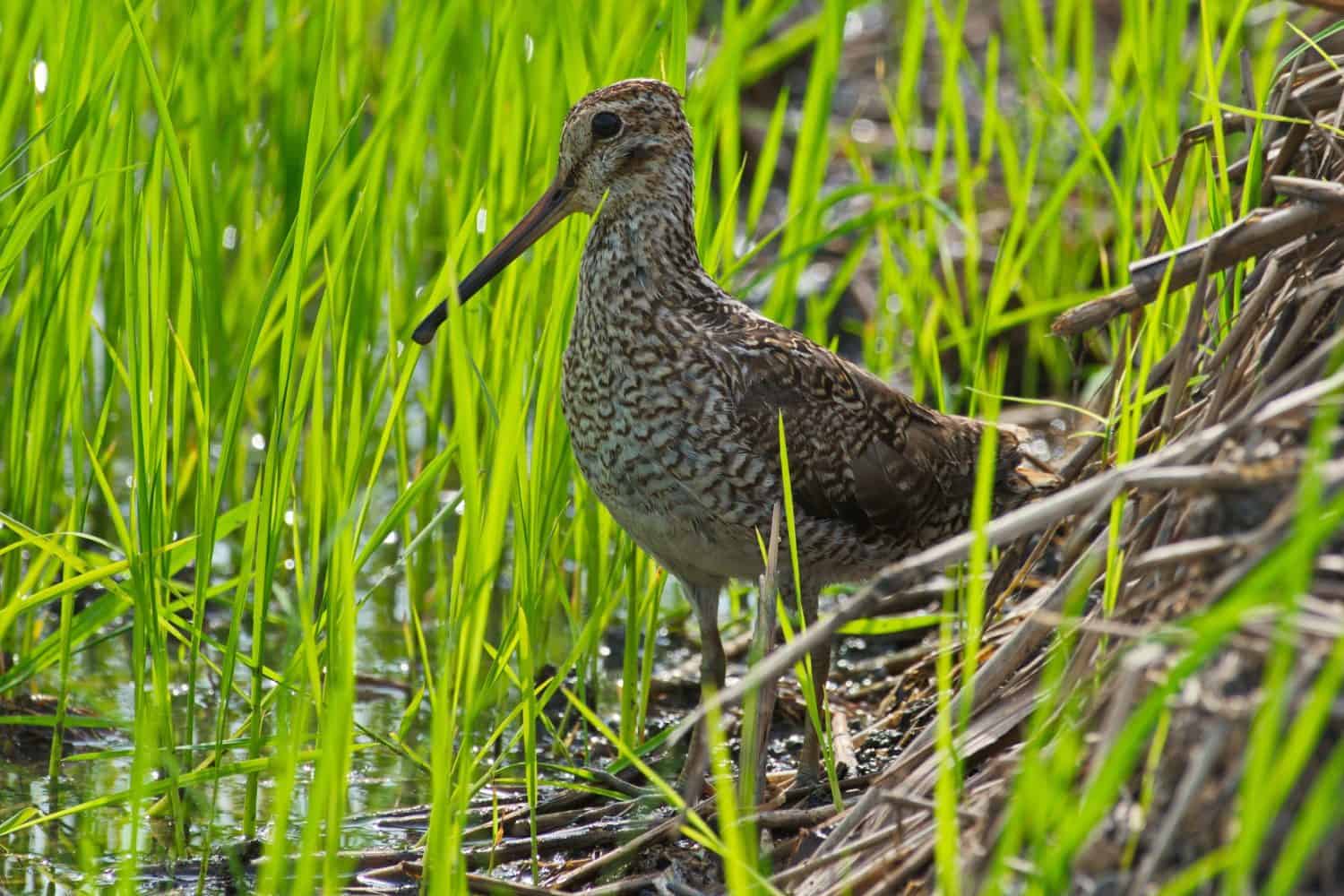 A beautiful shot of a Latham's snipe