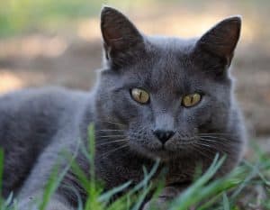 Carthusian cat with yellow eyes. Beautiful cat with blue fur, in the meadow