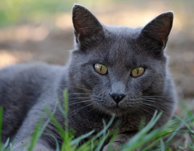 Chartreux